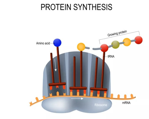 Vaccine mRNA dạy cho các tế bào cách tạo ra protein tăng đột biến. Ảnh: Shutterstock. Những ứng cử viên dẫn đầu “cuộc đua” vaccine Covid-19 -0