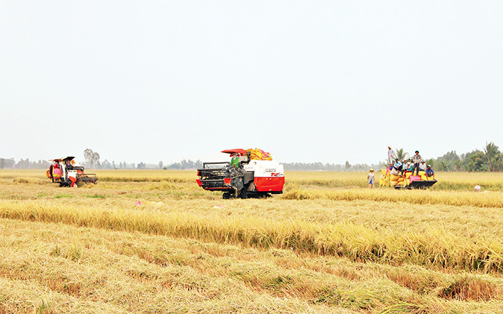 Nông dân Long An thu hoạch lúa trên cánh đồng lớn liên kết do tỉnh quy hoạch. Đại biểu Quốc hội hiến kế giữ đất trồng lúa -0