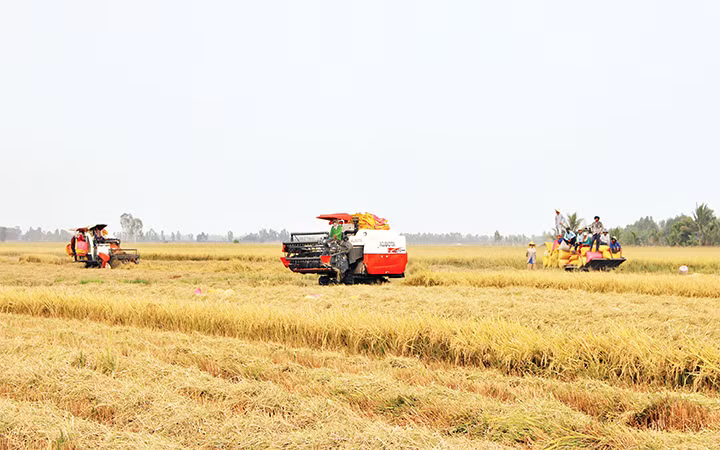 Đại biểu Quốc hội hiến kế giữ đất trồng lúa -0