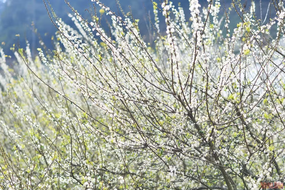 Ngất ngây mùa hoa mận trắng ở Mu Náu, Mộc Châu -0