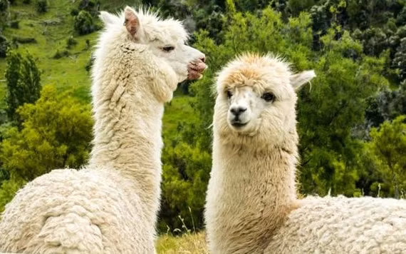 Kháng thể từ lạc đà không bướu vô hiệu hóa virus SARS-CoV-2 trong phòng thí nghiệm.