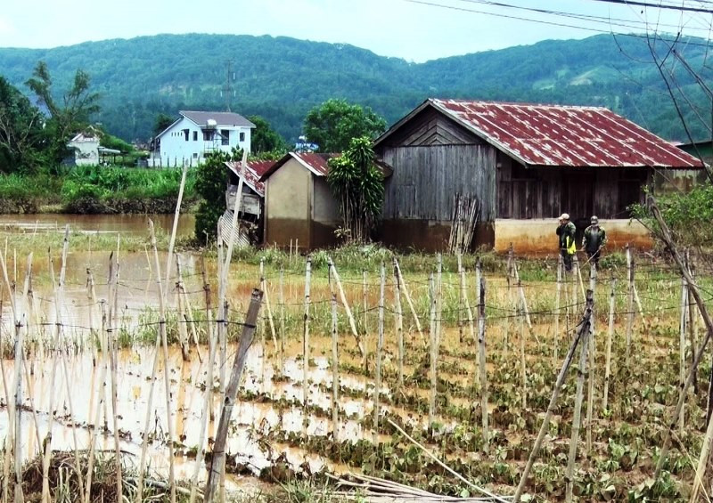 Một nhà vườn tại thôn Định An, xã Hiệp An bị thiệt hại nặng do ngập úng. Mưa lớn gây nhiều thiệt hại tại Lâm Đồng -0