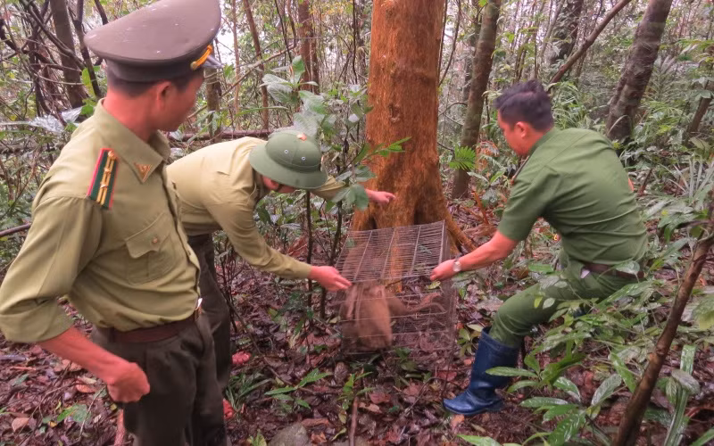 Thả tám cá khỉ quý hiếm về môi trường tự nhiên.