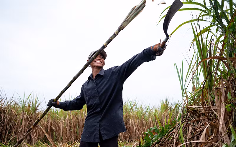 Người nông dân phấn khởi vì vụ mía năm nay được mùa, được giá. Ảnh: TTC Biên Hòa