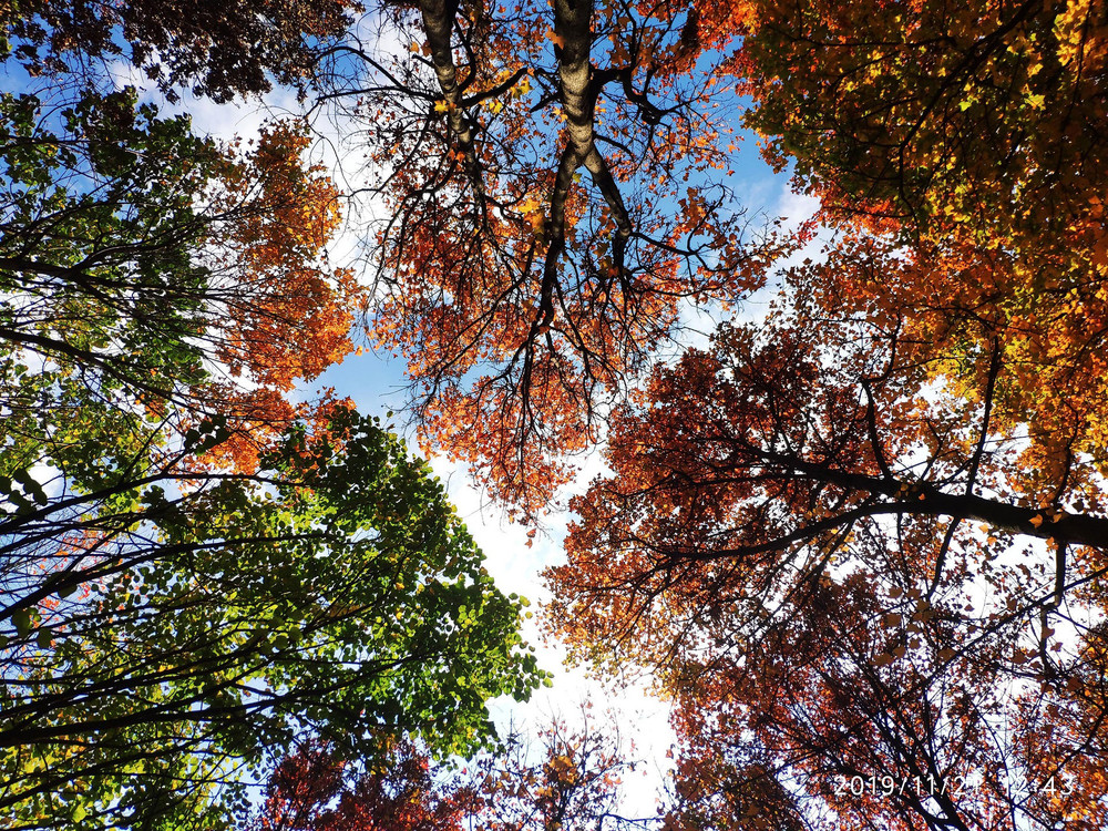 Một minh chứng tuyệt đẹp về hiệu ứng crown shyness, là hiện tượng tán cây không chạm vào nhau đã giành chiến thắng trong hạng mục Nghiên cứu sinh thái và đa dạng sinh học bảo tồn. Ám ảnh về virus, zombie trong cuộc thi ảnh sinh thái quốc tế -0