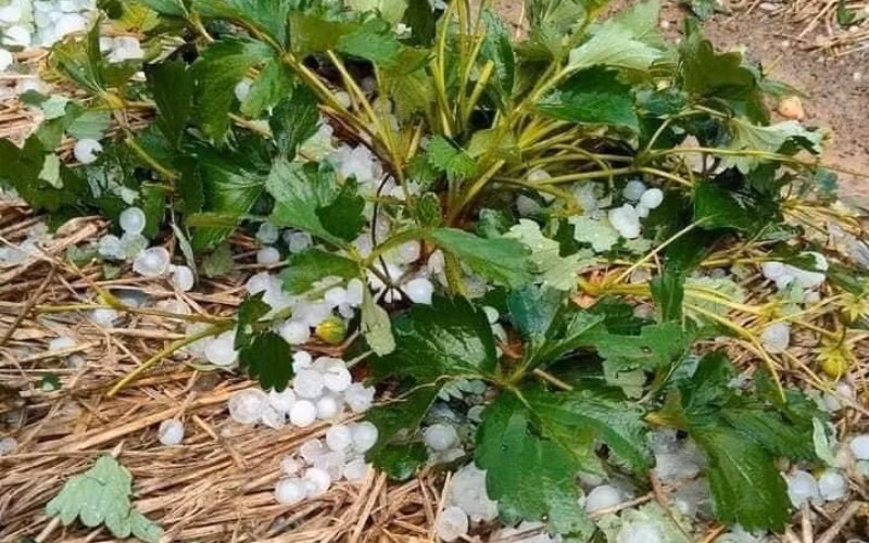 Mưa đá gây thiệt hại nhiều diện tích dâu tây tại xã Cò Nòi, huyện Mai Sơn.