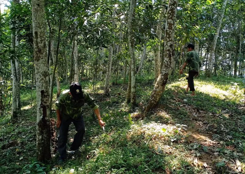 Bắc Kạn thúc đẩy công nghiệp chế biến gỗ -0