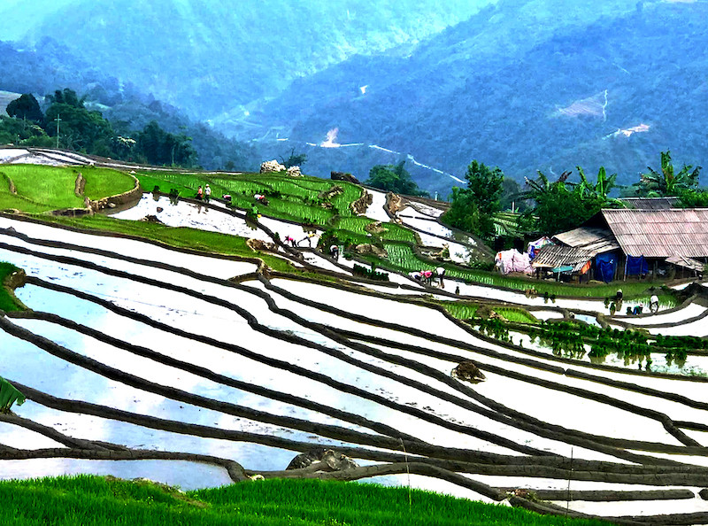 Người dân vùng cao cấy lúa trên thửa ruộng bậc thang bên dãy Hoàng Liên Sơn hùng vĩ. Ruộng bậc thang Sa Pa mùa nước đổ -0