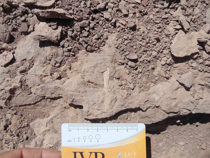 Một hóa thạch loài pterosaur được tìm thấy tại đồi Tormento thuộc sa mạc Atacama ở vùng Atacama, Chile. (Ảnh: Đại học Chile/Reuters) Chile phát hiện nghĩa địa hóa thạch của loài bò sát bay cổ đại ở sa mạc Atacama -0