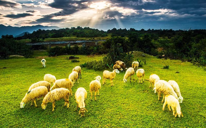 Đồng cừu An Hòa: Điểm “check-in” gây sốt ở Ninh Thuận -0