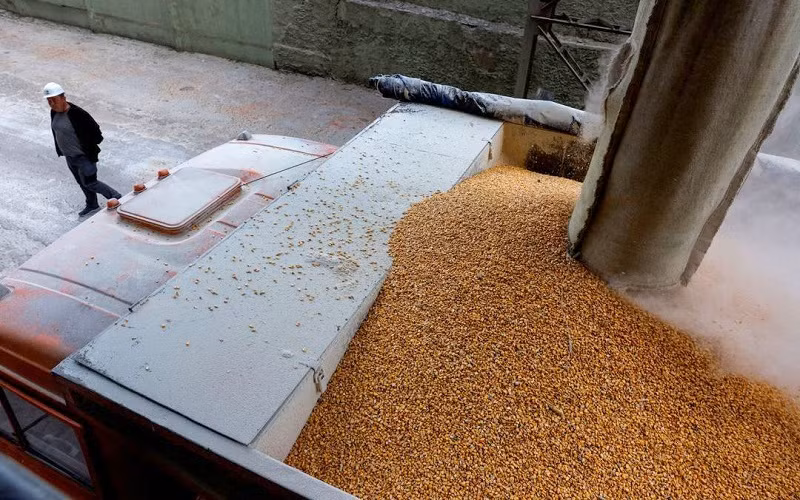 Xe tải chở ngũ cốc tại 1 cơ sở chế biến ở vùng Chernihiv, Ukraine, ngày 24/5/2022. (Ảnh: Reuters)