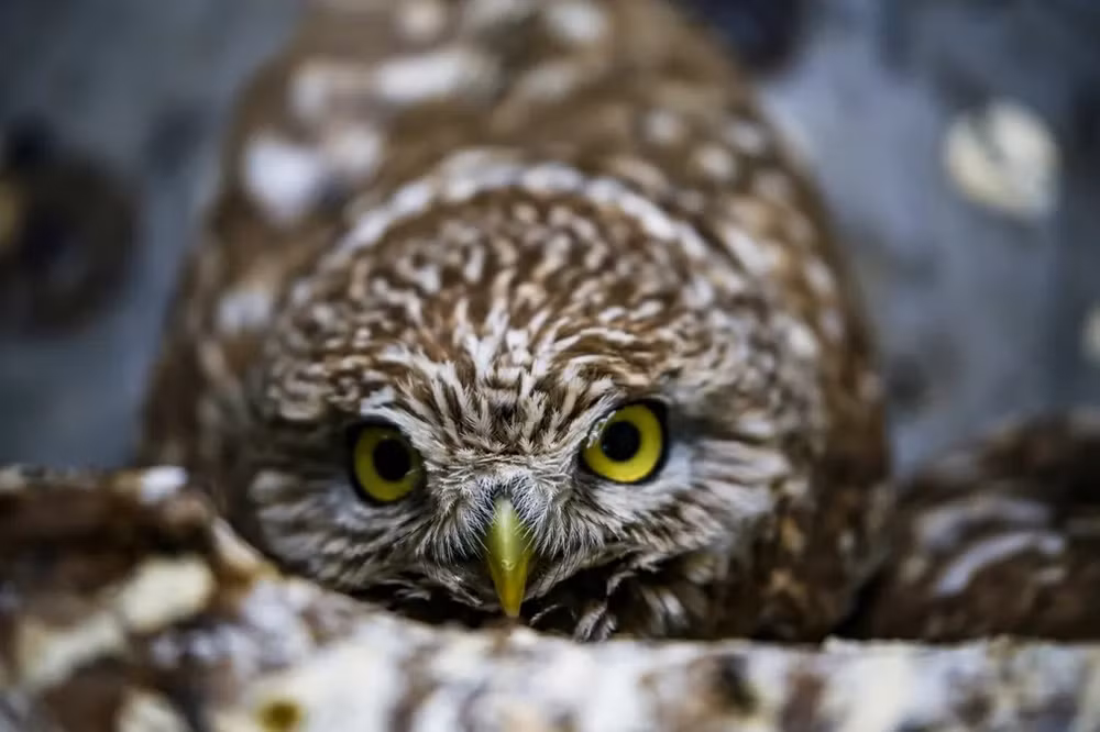 Những bức ảnh tuyệt đẹp về động vật hoang dã -0