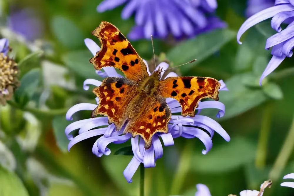 Những bức ảnh tuyệt đẹp về động vật hoang dã -0