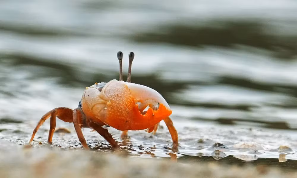 Những bức ảnh tuyệt đẹp về động vật hoang dã -0