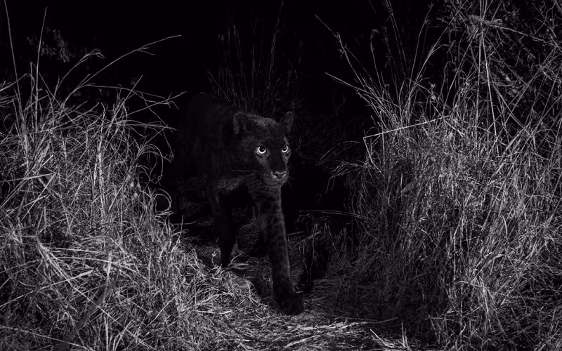 Những bức ảnh tuyệt đẹp về động vật hoang dã