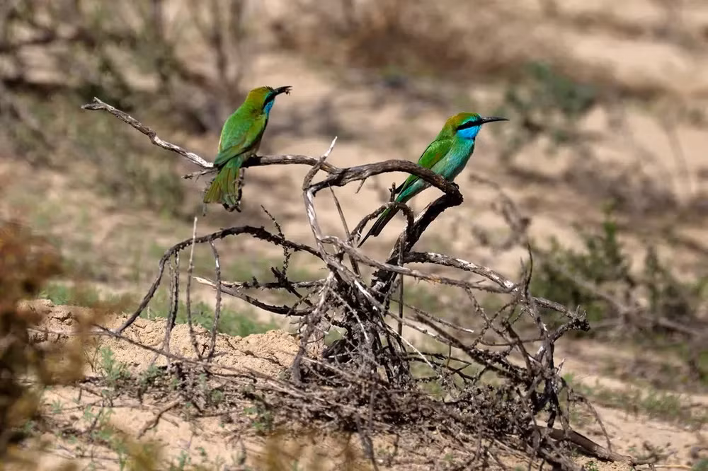 Những bức ảnh tuyệt đẹp về động vật hoang dã -0