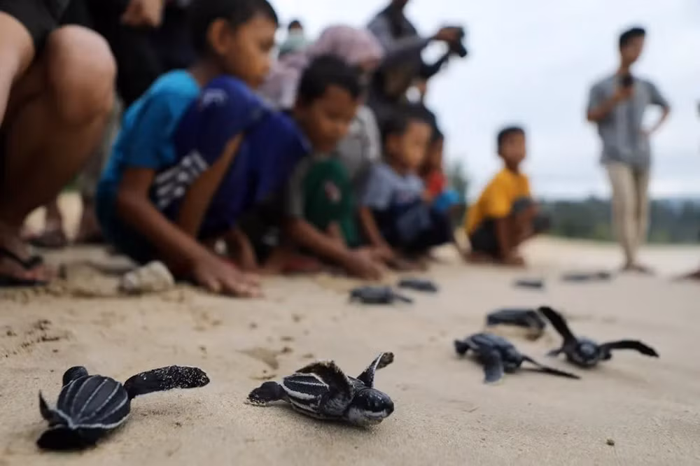 Những bức ảnh tuyệt đẹp về động vật hoang dã -0