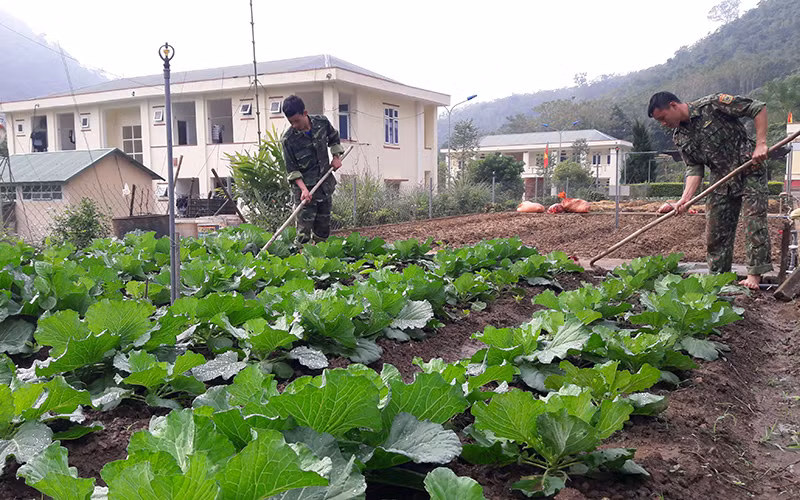 Chiến sĩ Ðồn Biên phòng Tam Chung, huyện Mường Lát trồng rau sạch cải thiện sinh hoạt, hỗ trợ nhân dân học tập, làm theo. 