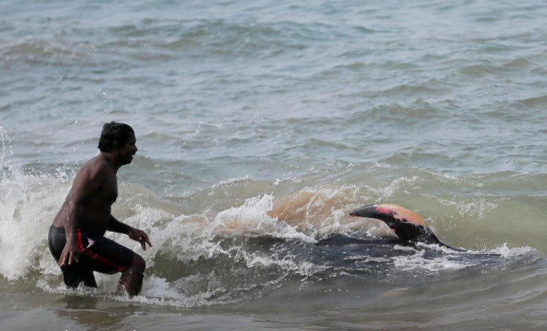 Người dân Sri Lanka cố gắng đuổi cá voi ra khỏi bờ biển. Ảnh: Reuters. Sri Lanka giải cứu 100 con cá voi khỏi vụ mắc cạn hàng loạt -0