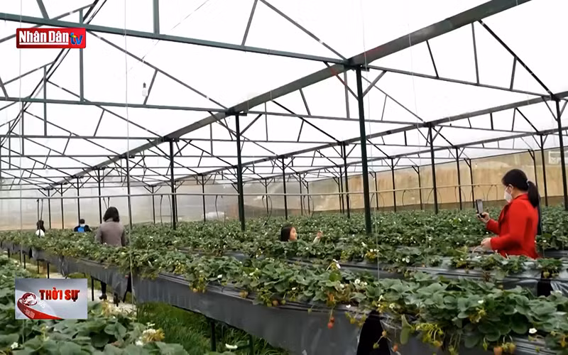 Du lịch nông nghiệp hướng đi mới hiệu quả của Lào Cai