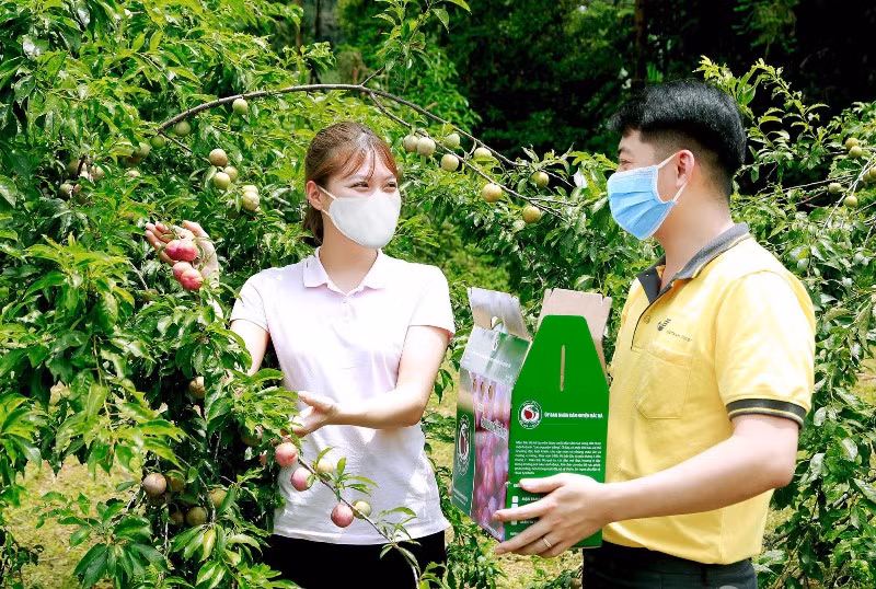 Tiêu thụ mận Tam Hoa và nông sản đặc hữu ở Lào Cai -0