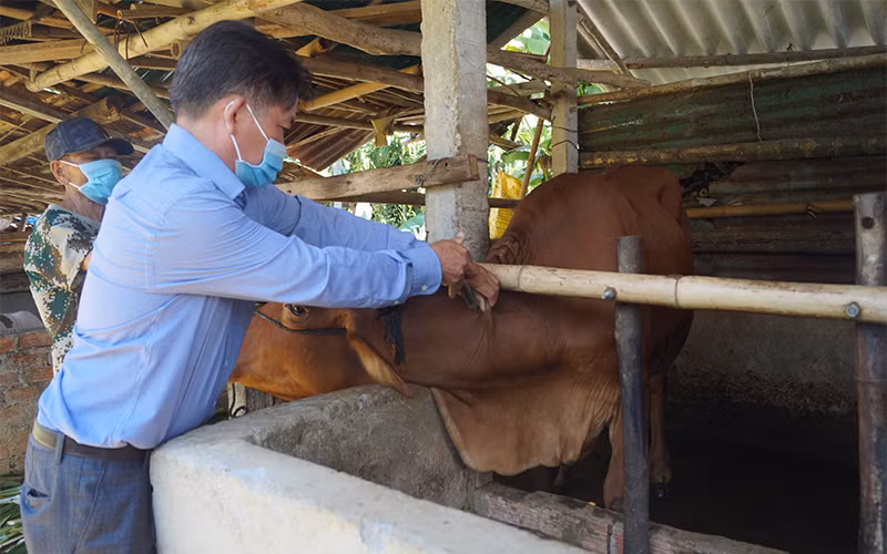 Quảng Ngãi cơ bản khống chế dịch viêm da nổi cục ở trâu, bò -0