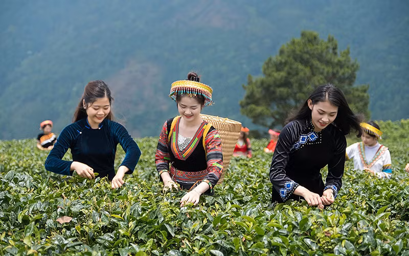 Thu hoạch chè tại Khu sinh thái Kolia. Ảnh: Trung Nguyên