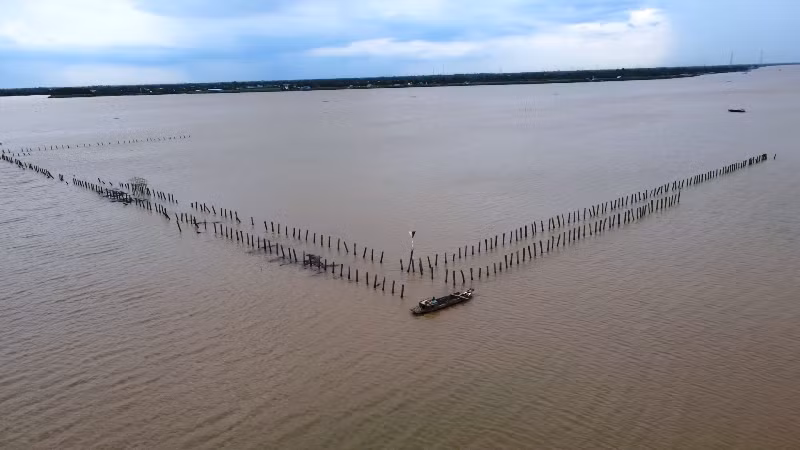 Bó tay với bãi cọc ngầm giữa dòng Cổ Chiên -0