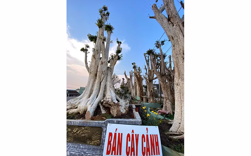 Thật thà dưới tán xanh -0