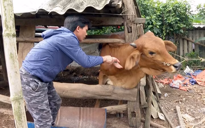 Tiêm vắc-xin viêm da nổi cục trên đàn trâu, bò tại huyện Minh Hóa, tỉnh Quảng Bình. Ảnh: TIẾN MẠNH