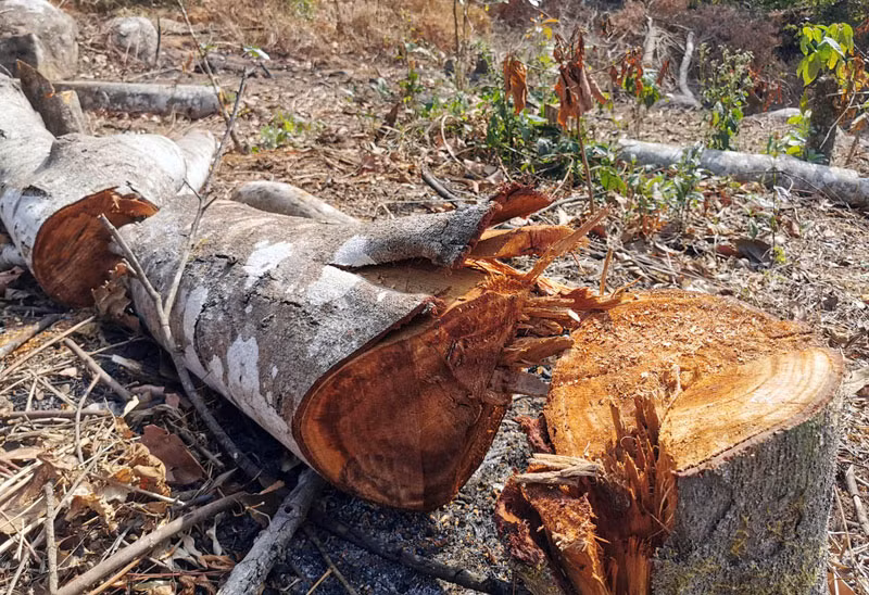 Nhanh chóng xác định đối tượng phá rừng phòng hộ tại Đà Lạt -0