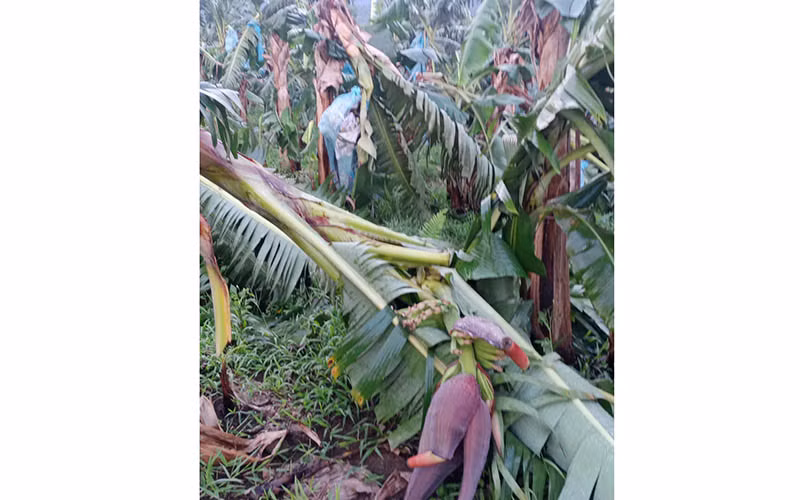 Mưa lốc làm sập, tốc mái gần 100 nhà dân ở Lai Châu -0