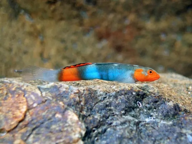 Cá bống Kijimuna (Lentipes kijimuna) được tìm thấy ở miền nam Nhật Bản. (Ảnh: Shoal) 212 loài cá nước ngọt mới được phát hiện trong năm 2021 -0