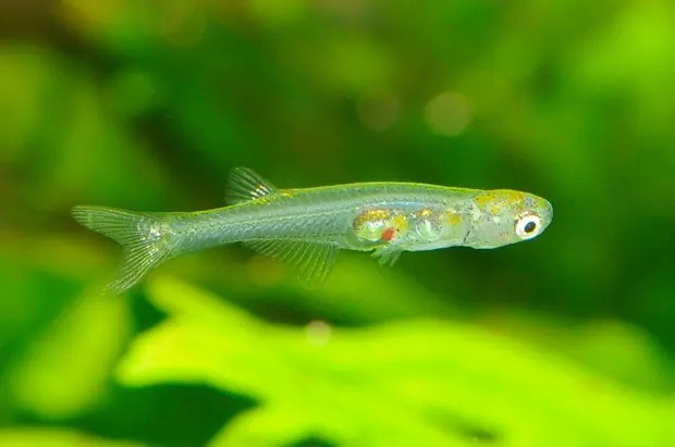 Con cerebrum Danionella đực có thể tạo ra âm thanh giống tiếng trống. (Ảnh: Shoal) 212 loài cá nước ngọt mới được phát hiện trong năm 2021 -0