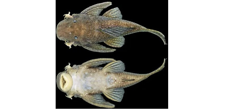 Loài cá Hopliancistrus wolverine gây bất ngờ với hệ thống vũ khí gai móc bên dưới nắp mang. (Ảnh: Shoal) 212 loài cá nước ngọt mới được phát hiện trong năm 2021 -0