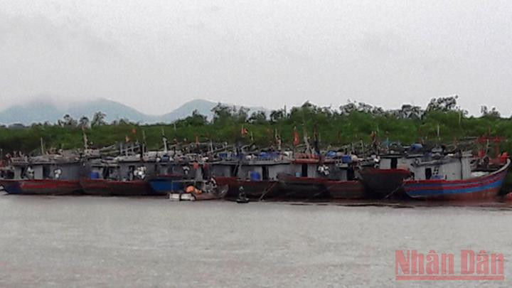 Tàu thuyền neo đậu sâu trong lạch Trường tránh bão. Thanh Hóa ứng phó bão số 8 -0