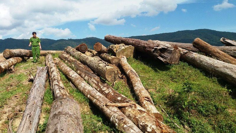 Hiện trường một vụ vi phạm quy định quản lý bảo vệ rừng và lâm sản. Còn nhiều khó khăn trong bảo vệ rừng -0