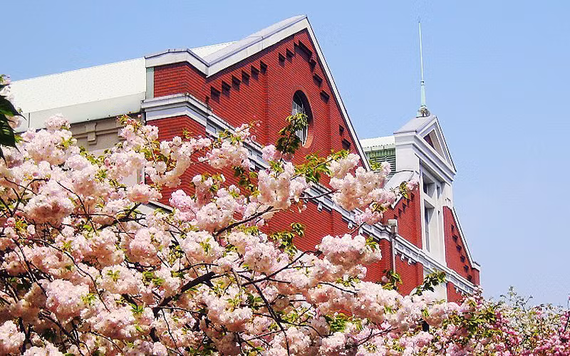 Ngắm đường hoa anh đào nổi tiếng Nhật Bản sau 2 năm đóng cửa vì Covid-19 -0