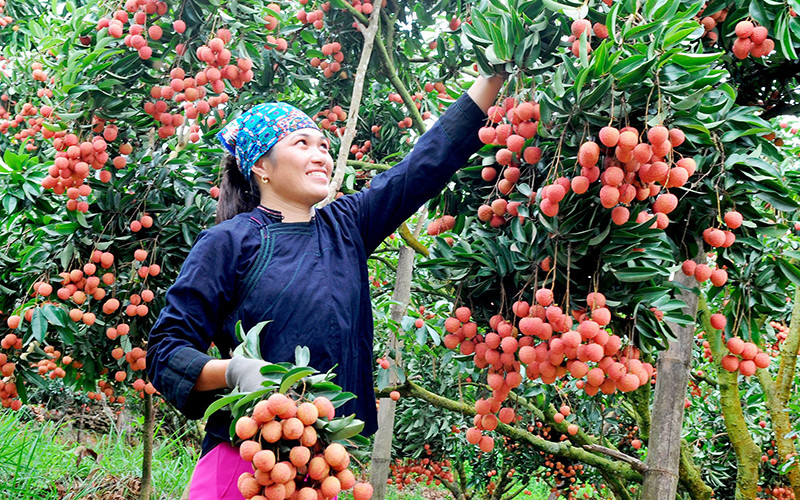 Ảnh minh họa: Niềm vui của người dân thu hoạch vải. 