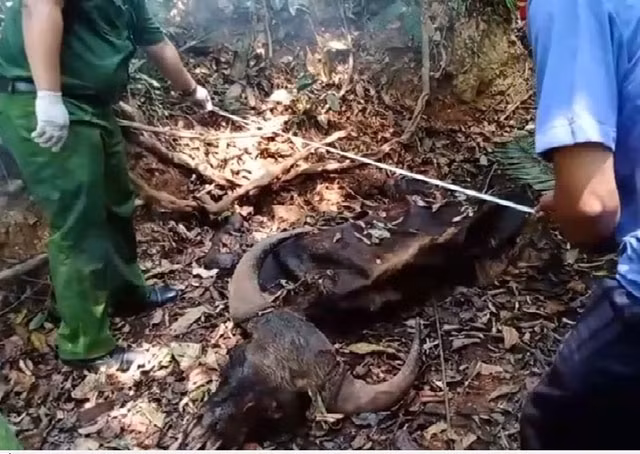 Cá thể bò tót chết nghi do già yếu và thiếu nguồn thức ăn, nước uống trong mùa khô.