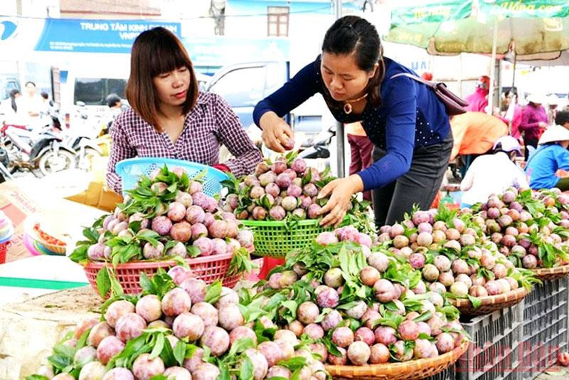 Bắc Hà mùa mận Tam hoa chín rộ. Du lịch hè với “Festival cao nguyên trắng Bắc Hà” -0