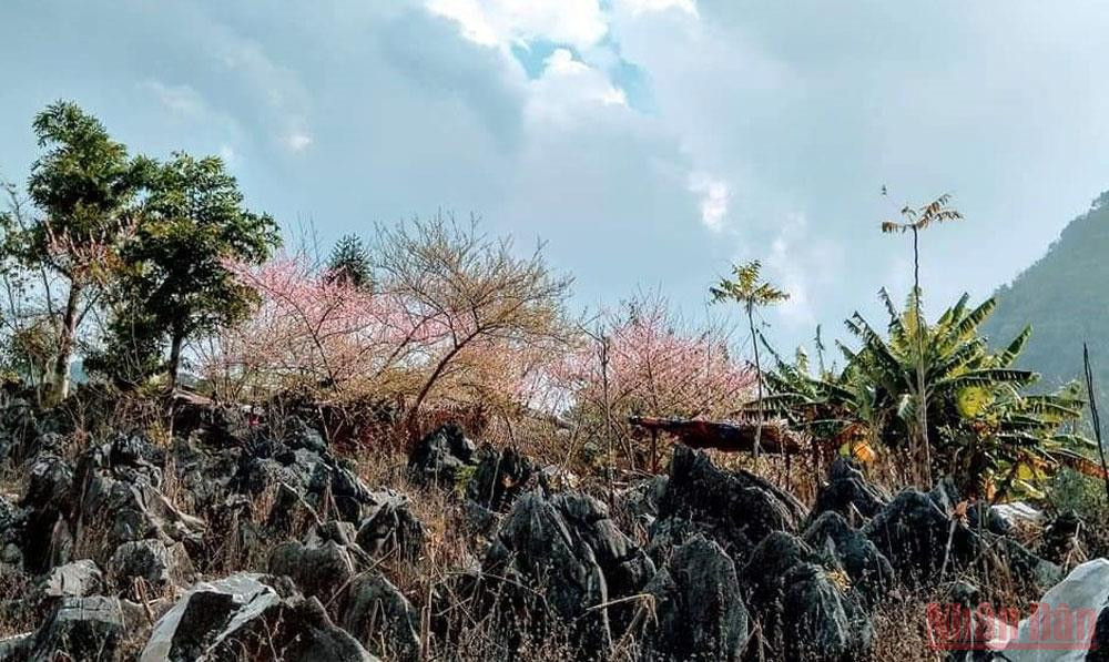 Đông về làm đá xám lạnh hơn nhưng những cây đào cổ thụ lại dồn nhựa về bông bung nở khoe sắc thắm như để xua tan buốt giá nơi sương mù. Về miền cao nguyên đá Tủa Chùa -0