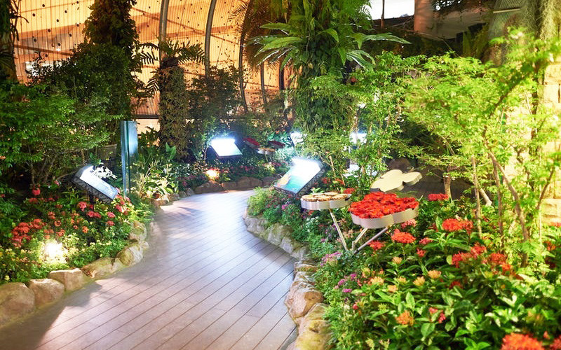 Vườn Bướm trong sân bay Changi, Singapore là nơi sinh sống của hơn 1.000 loài bướm và là một vườn hoa hướng dương. Vườn thực vật trong nhà này phản ánh biệt danh “Thành phố trong Vườn” của Singapore. Những khu vườn ấn tượng trên thế giới -1