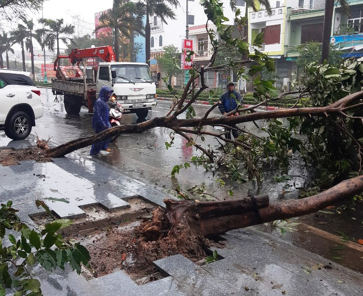 Tại TP Tuy Hòa, nhiều cây xanh bật gốc, gãy đổ. (Ảnh CTV) Bão số 12 đang đổ bộ vào Phú Yên -0