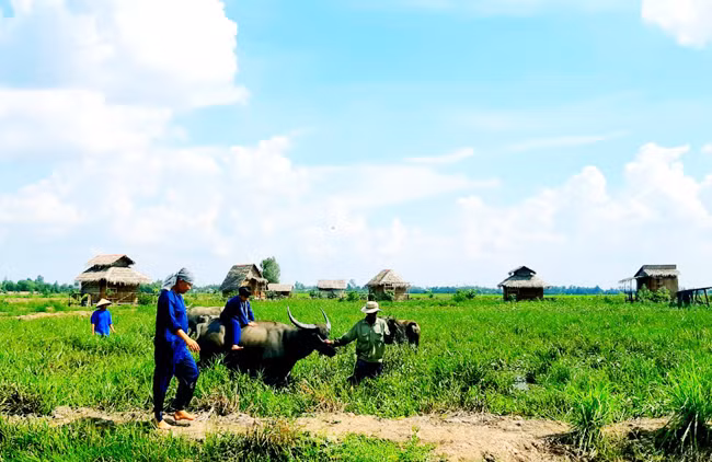 Du lịch trên cánh đồng, trải nghiệm văn hóa nông nghiệp tại Viet Mekong Farmstay (huyện Tam Nông). Ảnh: NGUYỄN MINH