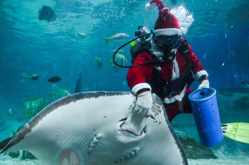 Trong trang phục của ông già Noel, người thợ lặn cho cá ăn tại Công viên đại dương Manila, Philippines. Noel -0