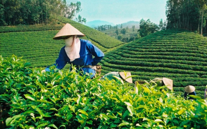 Việt Nam chỉ cung cấp một lượng chè rất nhỏ cho thị trường Australia.