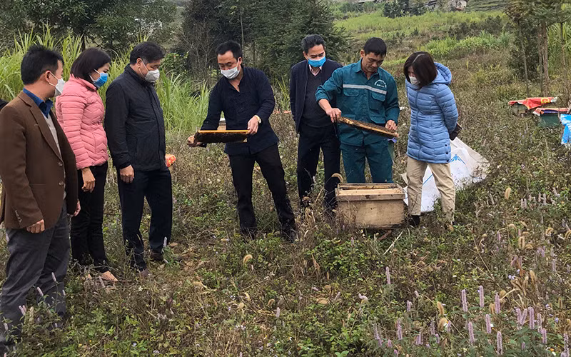 Đoàn công tác của Trung tâm Khuyến nông quốc gia thăm mô hình nuôi ong tại xã Tả Lủng, huyện Mèo Vạc (Hà Giang).