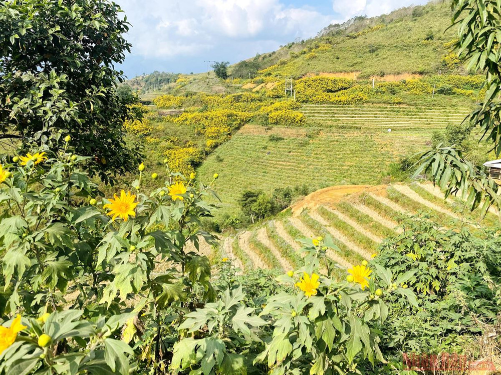 Dã quỳ mọc khắp nơi, chen lẫn giữa những ruộng bậc thang. Sin Suối Hồ - Ngàn mặt trời rực rỡ -0