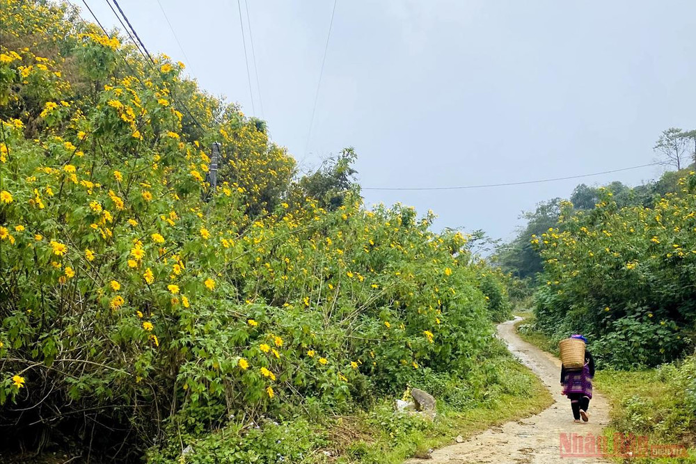 Đi làm nương qua những con đường tràn ngập sắc dã quỳ. Sin Suối Hồ - Ngàn mặt trời rực rỡ -0